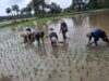 Dukung Ketahanan Pangan Wilayah, Babinsa Ramil 1409 – 08/Bontonompo Bantu Petani Tanam Padi