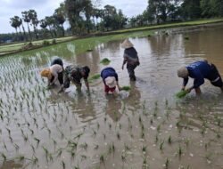 Dukung Ketahanan Pangan Wilayah, Babinsa Ramil 1409 – 08/Bontonompo Bantu Petani Tanam Padi
