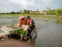 Menggunakan Alat Mesin, Babinsa Dampingi Petani Tanam Padi