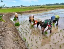 Sukseskan Swasembada Pangan, Babinsa Turun ke Sawah