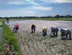 Percepatan Program LTT, Babinsa Dampingi Petani Tanam Padi