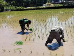 Perkuat Ketahanan Pangan di Desa Binaan, Babinsa Bantu Petani Tanam Padi