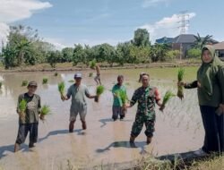 Babinsa Bersinergi dengan PPL Bantu Petani Tanam Padi