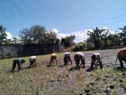 Tingkatkan Ketahanan Pangan, Babinsa Kolaborasi Binmas Bantu Petani Tanam Padi