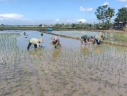 Wujudkan Swasembada Pangan di wilayah Binaan, Babinsa Dampingi Petani LTT