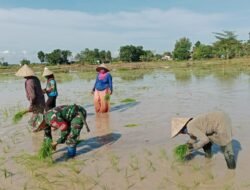 Babinsa Dampingi Petani Tanam Padi Demi Mencapai Swasembada Pangan