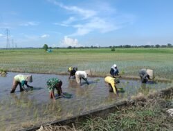 Demi Mencapai Target, Babinsa Rela Turun Ke Sawah