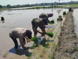 Dorong Produktivitas Pertanian, Babinsa Koramil 06/Bajeng Bantu LTT Padi di Gowa