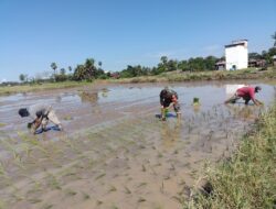 Babinsa Koramil 08 Bontonompo Aktif Dampingi Petani Sukseskan Program LTT