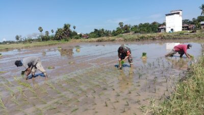 Babinsa Koramil 08 Bontonompo Aktif Dampingi Petani Sukseskan Program LTT