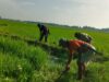 Optimalkan Hasil Panen, Babinsa Koramil 08/Bontonompo Dampingi Petani Bersihkan Pematang Sawah
