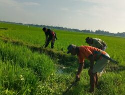Optimalkan Hasil Panen, Babinsa Koramil 08/Bontonompo Dampingi Petani Bersihkan Pematang Sawah