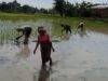 Dedikasi Babinsa Koramil 1409-08/Bontonompo Dampingi Petani Tingkatkan Ketahanan Pangan di Desa Romanglasa