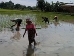 Dedikasi Babinsa Koramil 1409-08/Bontonompo Dampingi Petani Tingkatkan Ketahanan Pangan di Desa Romanglasa