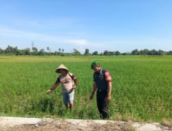 Cegah Hama, Babinsa Ramil 08/Bontonompo Dampingi Petani Semprot Rumput Padi Sawah