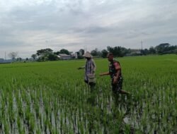 Babinsa Desa Bontolangkasa Utara Dampingi Pemupukan Padi