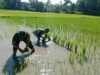 Percepatan Program LTT, Babinsa Koramil 1409-08/Bontonompo Dampingi Petani di Sawah