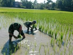 Percepatan Program LTT, Babinsa Koramil 1409-08/Bontonompo Dampingi Petani di Sawah