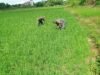 Babinsa Koramil 08/Bontonompo Dampingi Petani Pantau Pertumbuhan Tanaman Padi di Desa Salajo