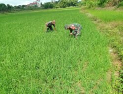 Babinsa Koramil 08/Bontonompo Dampingi Petani Pantau Pertumbuhan Tanaman Padi di Desa Salajo
