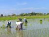 Babinsa Koramil 06/Bajeng Dampingi Petani Sukseskan Program LTT Di Desa Tanabangka