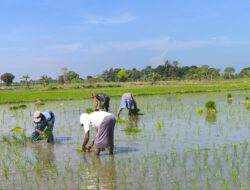 Babinsa Koramil 06/Bajeng Dampingi Petani Sukseskan Program LTT Di Desa Tanabangka