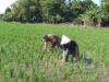 Babinsa Koramil 05/Pallangga Dampingi Poktan Dalam Program LTT