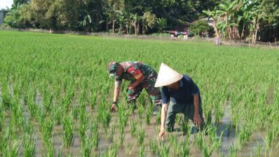 Babinsa Koramil 05/Pallangga Dampingi Poktan Dalam Program LTT