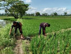 Babinsa Koramil 08/Bontonompo Pantau Program LTT Di Persawahan