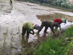 Babinsa Kelurahan Mawang Dampingi Kelompok Tani Baji Ati dalam Program LTT