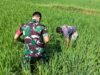 Pantau Perkembangan Padi Babinsa Kodim 1409/Gowa Turun ke Sawah