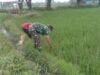 Kendalikan Gulma Tanaman Padi, Babinsa Koramil 1409-08/Bontonompo Bantu Petani lakukan Pembersihan Gulma