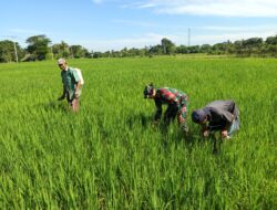 Babinsa Bontonompo Dampingi Petani Tingkatkan Ketahanan Pangan Melalui Pemantauan LTT