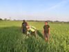 Babinsa Koramil 1409-08/Bontonompo Dampingi Petani Merawat Padi
