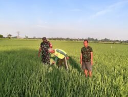 Babinsa Koramil 1409-08/Bontonompo Dampingi Petani Merawat Padi