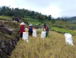 Babinsa 04 Tinggimoncong Kawal Panen Padi, Upaya Peningkatan Ketahanan Pangan Lokal