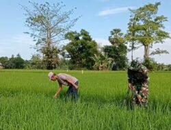 Babinsa 08 Bontonompo Dampingi Petani Tingkatkan Ketahanan Pangan di Gowa