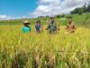 Babinsa dan Petani di Gowa Panen Padi Bersama, Wujudkan Ketahanan Pangan Lokal