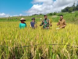 Babinsa dan Petani di Gowa Panen Padi Bersama, Wujudkan Ketahanan Pangan Lokal
