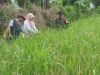 Babinsa dan PPL Gowa Berkolaborasi Tingkatkan Produktivitas Pertanian Melalui Pengendalian Hama