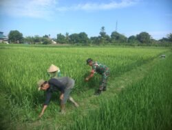 Babinsa Barembeng Dampingi Petani Lakukan Pemeliharaan Tanaman Padi di Sawah Warga Binaan