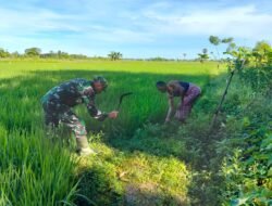 Babinsa Kodim 1409/Gowa Kawal Pemeliharaan Padi untuk Ketahanan Pangan Nasional