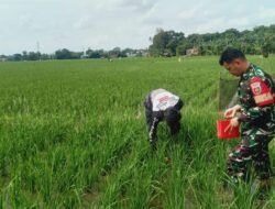 Babinsa Kalaserena Dampingi Pemeriharaan Tanaman Padi Dukung Ketahanan Pangan Nasional