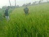 Babinsa Kodim 1409/Gowa Dampingi Petani dalam Pemantauan Program LTT di Persawahan Kelurahan Tamallayang