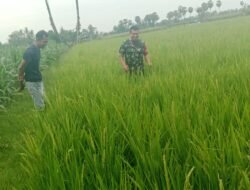 Babinsa Kodim 1409/Gowa Dampingi Petani dalam Pemantauan Program LTT di Persawahan Kelurahan Tamallayang