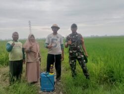 Sinergi Babinsa dan PPL Kawal Produktivitas Padi di Gowa Demi Ketahanan Pangan Nasional