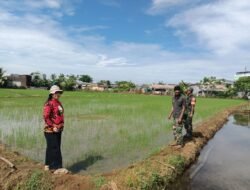 Tingkatkan Ketahanan Pangan di Gowa, Babinsa dan PPL Sinergi Pantau Pemeliharaan Tanaman Padi