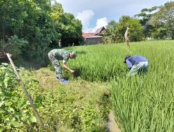 Peran Aktif Babinsa Kawal Ketahanan Pangan Program LTT di Kabupaten Gowa