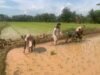 Sinergi Babinsa dan PPL Dukung Program LTT di Gowa, Dorong Petani Wujudkan Swasembada Pangan