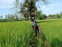 Dukung Ketahanan Pangan, Babinsa Ramil 08/Bontonompo Dampingi Petani Pemeliharaan Tanaman Padi